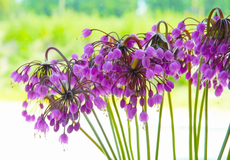 Bulbes de fleurs Non-Traité Allium cernuum calibre 1 (3118000) pour particuliers