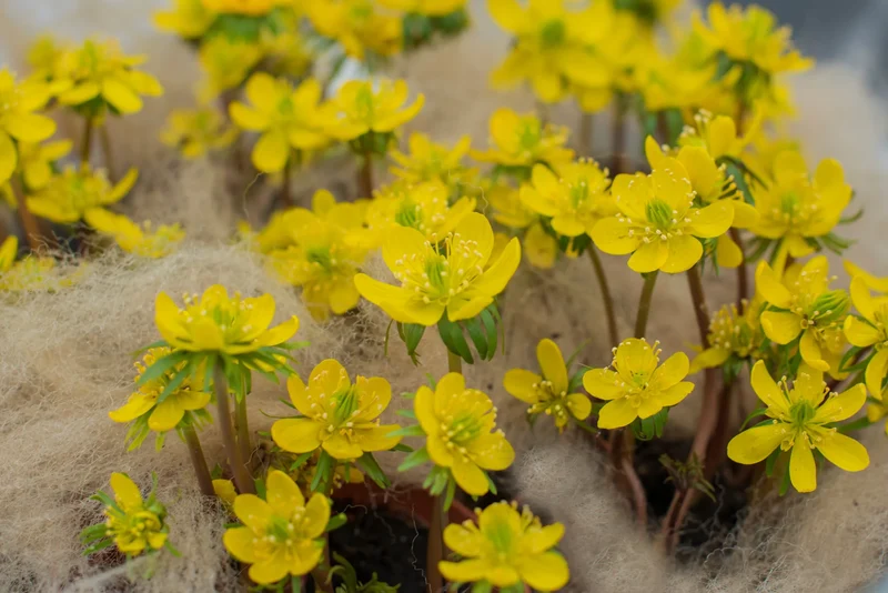 Bulbes de fleurs Non-Traité Eranthis cilicica calibre 4/+ (3241000) pour particuliers
