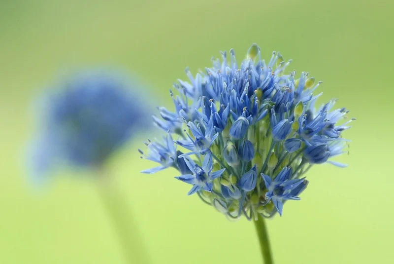 Bulbes de fleurs Non-Traité Allium caeruleum calibre 4/5 (3101500) pour particuliers