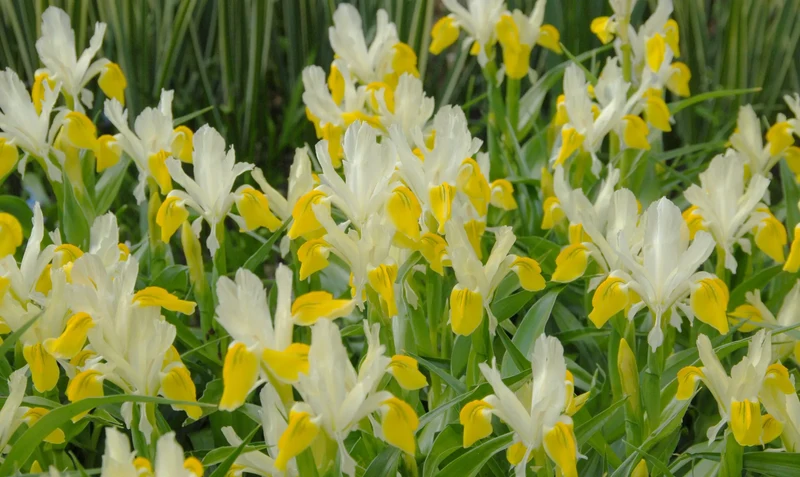Bulbes de fleurs Non-Traité Iris bucharica calibre 1 (3751000) pour particuliers