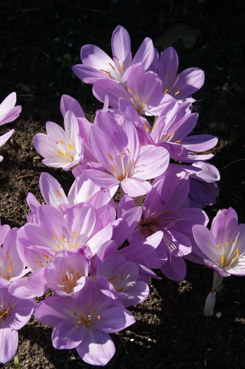 Bulbes de fleurs Non-Traité Colchicum byzantinum calibre 20/24 (3501000) pour particuliers