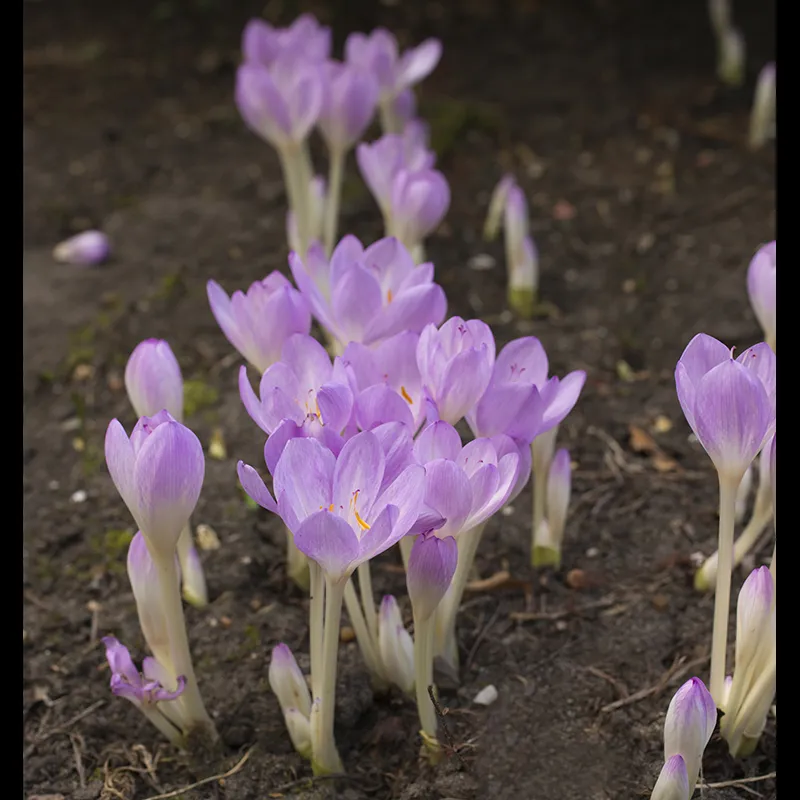 Bulbes de fleurs Non-Traité Colchicum autumnale calibre 13/+ (3500400) pour particuliers