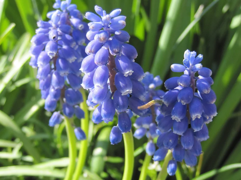 Bulbes de fleurs Non-Traité Muscari armeniacum calibre 9/10 (3800500) pour particuliers