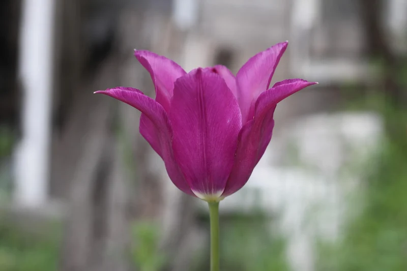 Bulbes de fleurs Non-Traité Tulipe Yume no Murasaki® calibre 12/+ (1013400)