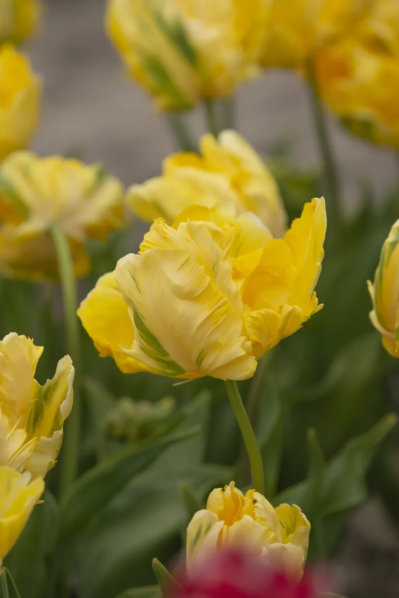Bulbes de fleurs Non-Traité Tulipe Yellow Madonna® calibre 12/+ (1054700)