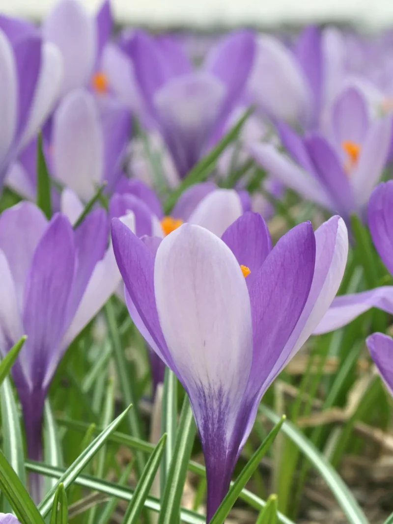 Bulbes de fleurs Non-Traité Crocus Yalta calibre 5/+ (2504400)