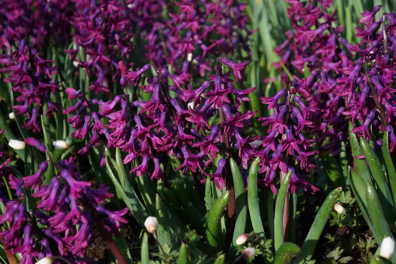 Bulbes de fleurs Non-Traité Hyacinthus Woodstock® calibre 16/17 (3007000)