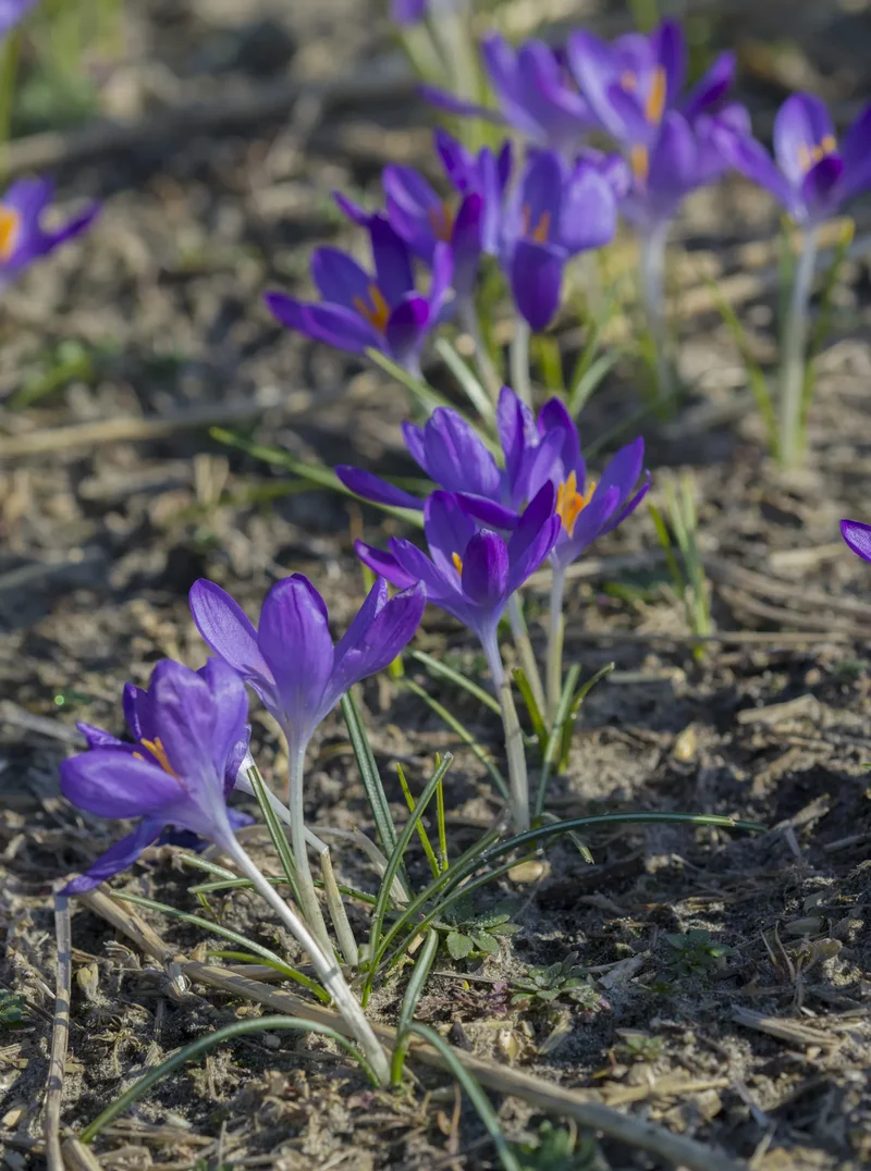 Bulbes de fleurs Non-Traité Crocus tommasinianus Whitewell Purple calibre 5/+ (2501500)