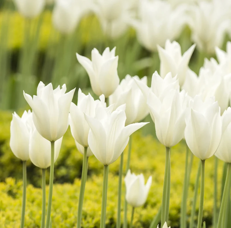 Bulbes de fleurs Non-Traité Tulipe White Triumphator calibre 12/+ (1017800)