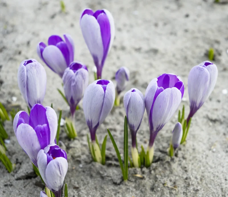 Bulbes de fleurs Non-Traité Crocus Whale Shark® calibre 7/8 (2505600)