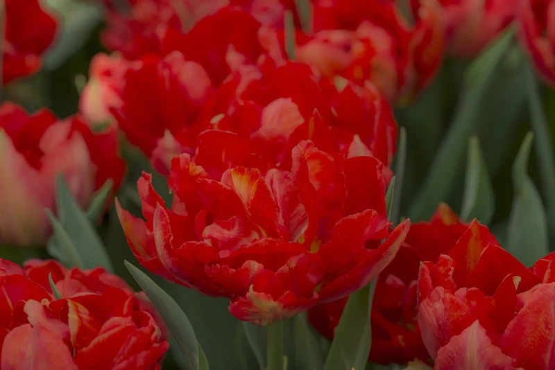 Bulbes de fleurs Non-Traité Tulipe Viking calibre 12/+ (1017500)