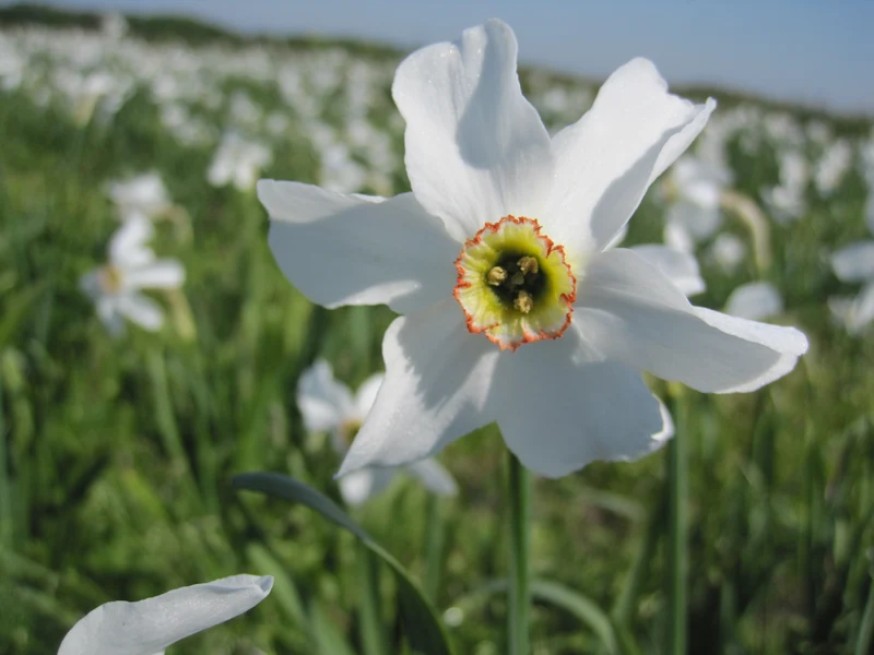 Bulbes de fleurs bio Narcisse Poeticus Recurvus calibre 12/14 (nrecu10)