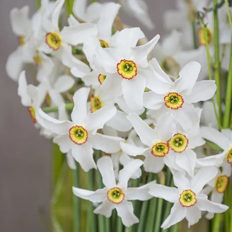 Bulbes de fleurs Non-Traité Narcissus poeticus var. Recurvus calibre z14/16 (2004600)