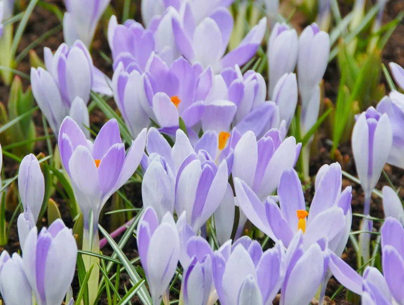 Bulbes de fleurs Non-Traité Crocus Vanguard calibre 7/8 (2502010)