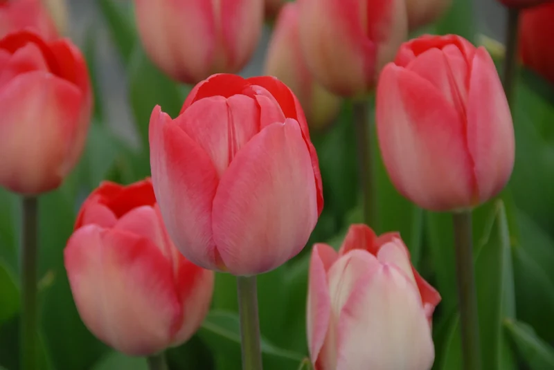 Bulbes de fleurs Non-Traité Tulipe Van Eijk® calibre 12/+ (1020000)