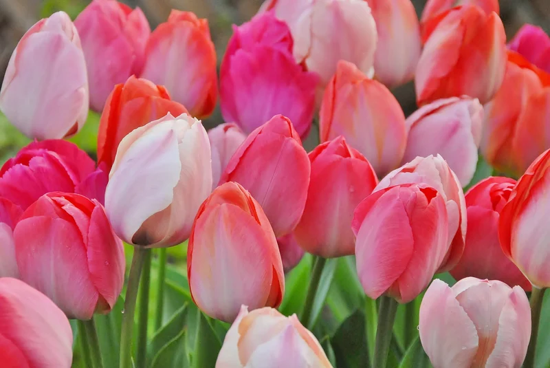 Bulbes de fleurs Non-Traité Mix Van Eijk Mix (9001000)