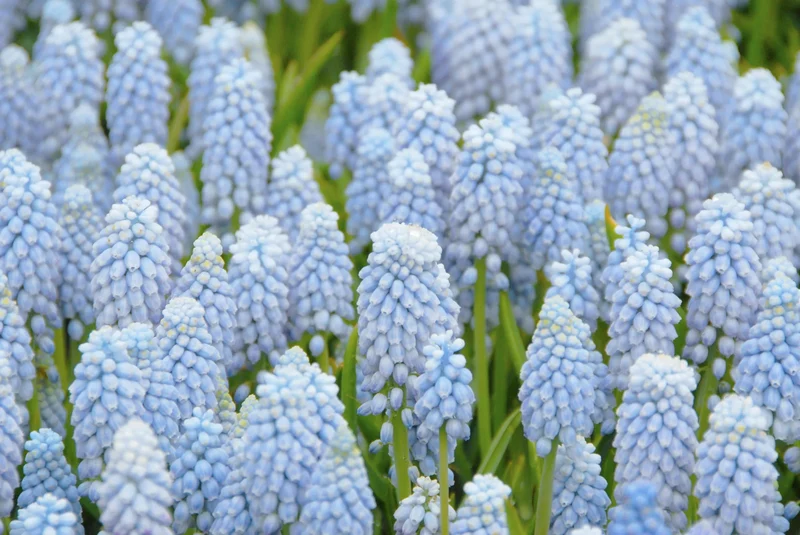 Bulbes de fleurs Non-Traité Muscari Valerie Finnis® calibre 8/9 (3803500)