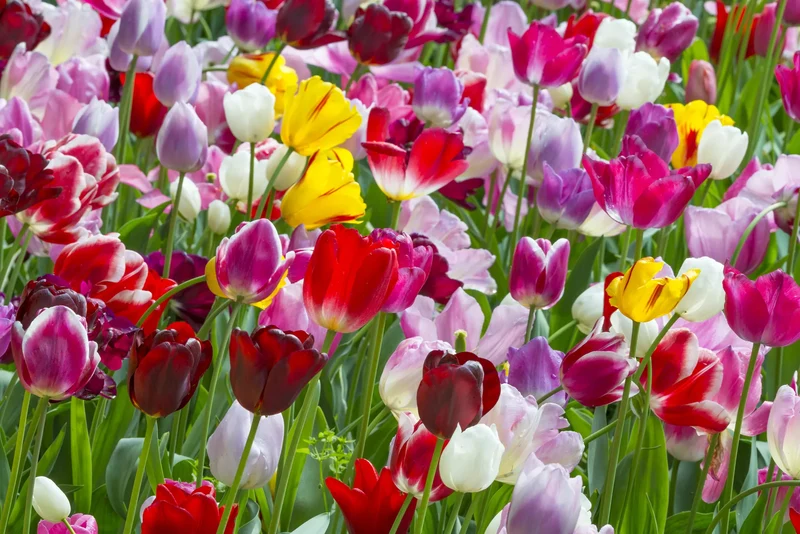 Bulbes de fleurs Non-Traité Mix Triumph Mix calibre 12/14 (1020300)