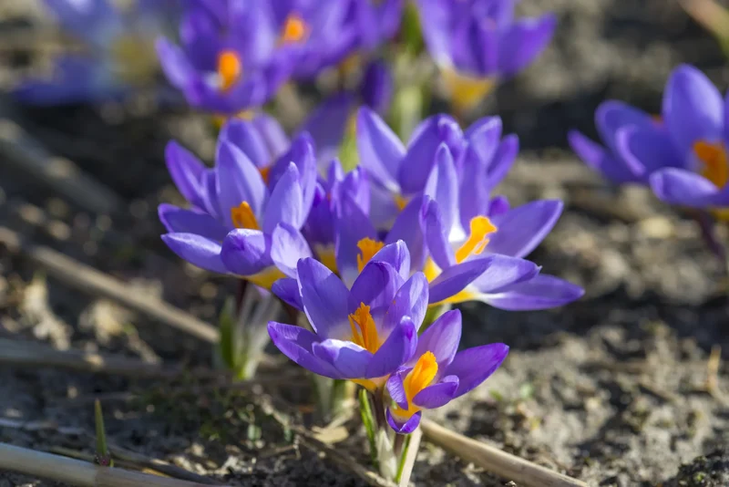 Bulbes de fleurs Non-Traité Crocus ssp. sublimis Tricolor calibre 5/+ (2501000)