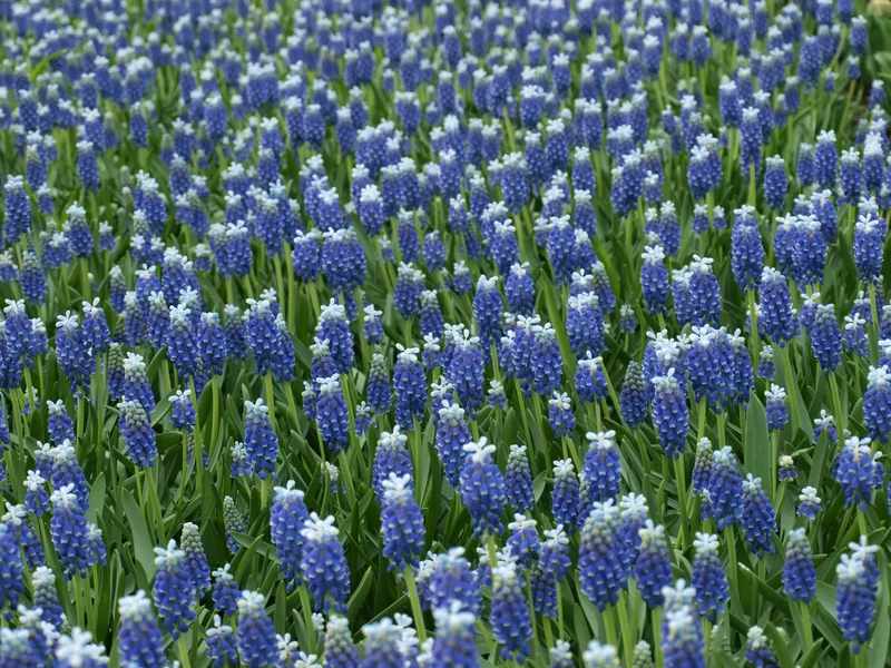 Bulbes de fleurs Non-Traité Muscari Touch of Snow® calibre 8/9 (3801000)
