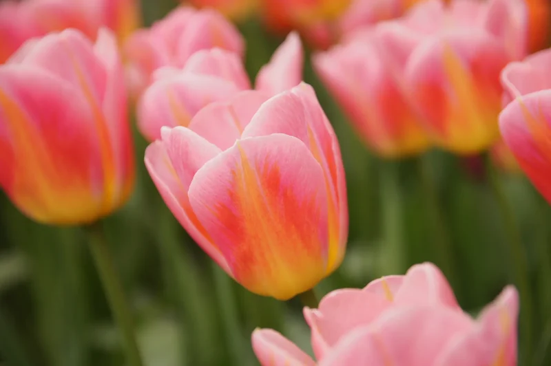 Bulbes de fleurs Non-Traité Tulipe Tom Pouce® calibre 12/+ (1016600)