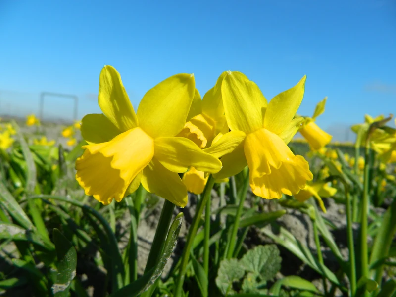 Bulbes de fleurs Non-Traité Narcissus Tête-à-Tête calibre z12/14 (2005620)