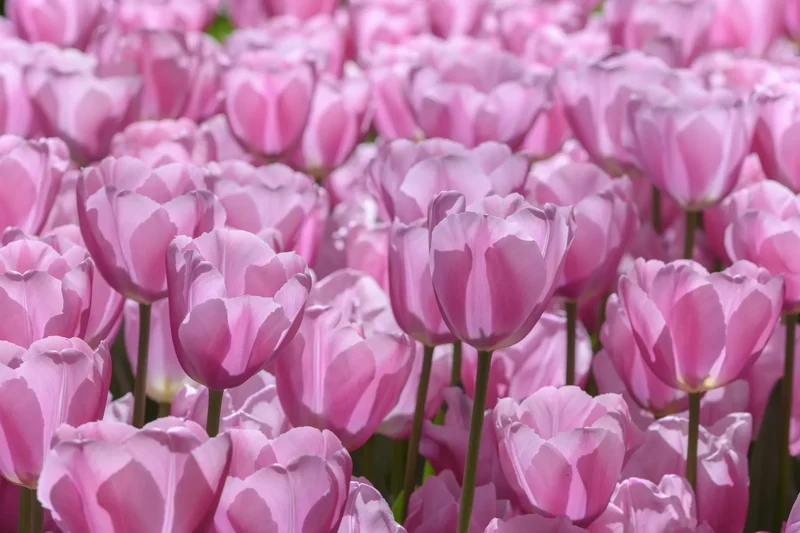 Bulbes de fleurs Non-Traité Tulipe Synaeda Amor calibre 12/+ (1047200)