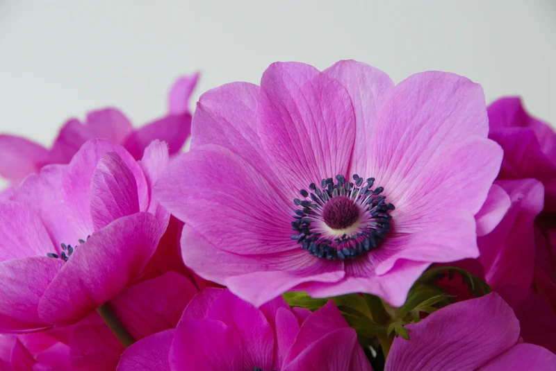 Bulbes de fleurs Non-Traité Anemone Sylphide calibre 7/8 (5000900)
