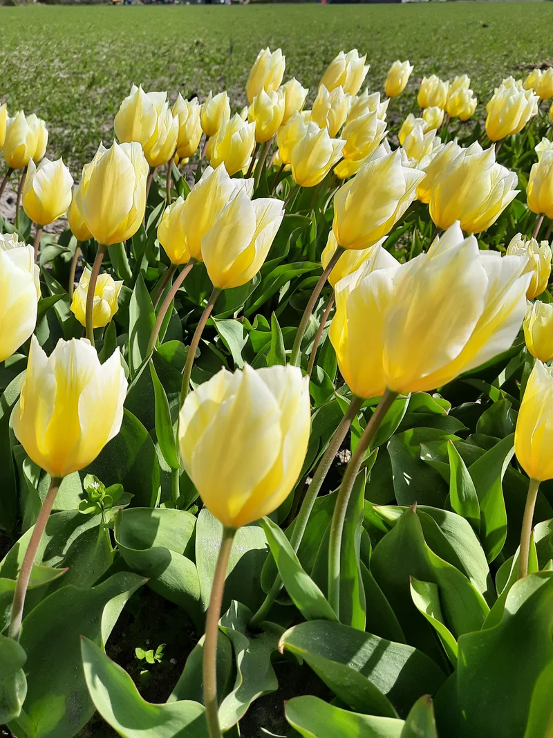 Bulbes de fleurs Non-Traité Tulipe Sweetheart calibre 12/+ (1016200)