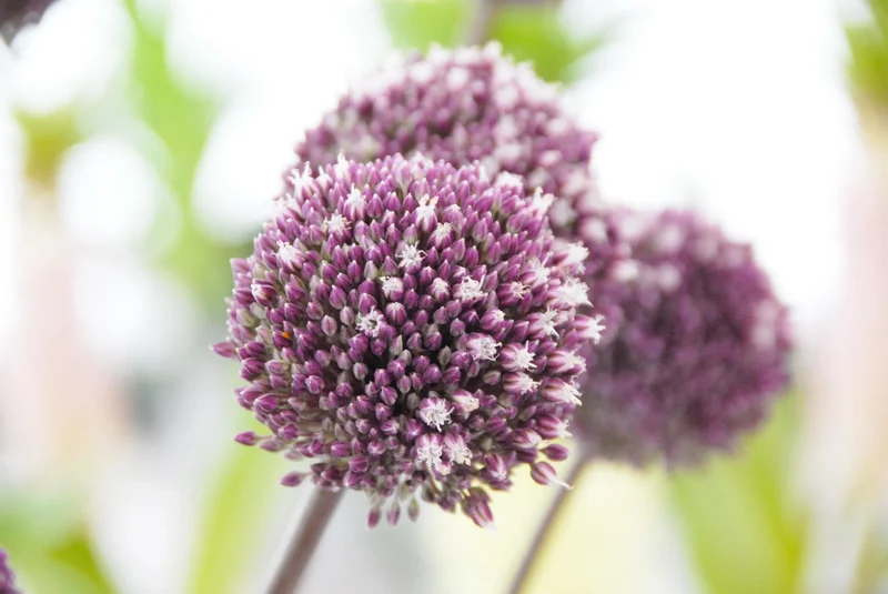 Bulbes de fleurs Non-Traité Allium Summer Drummer® calibre 12/14 (3111500)