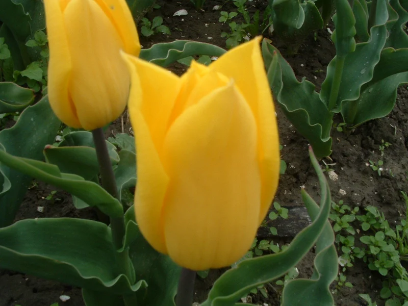 Bulbes de fleurs Non-Traité Tulipe Strong Gold calibre 12/+ (1015300)