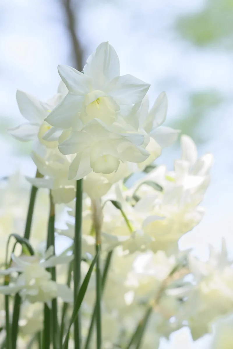 Bulbes de fleurs Non-Traité Narcissus Starlight Sensation® calibre z12/14 (2026700)
