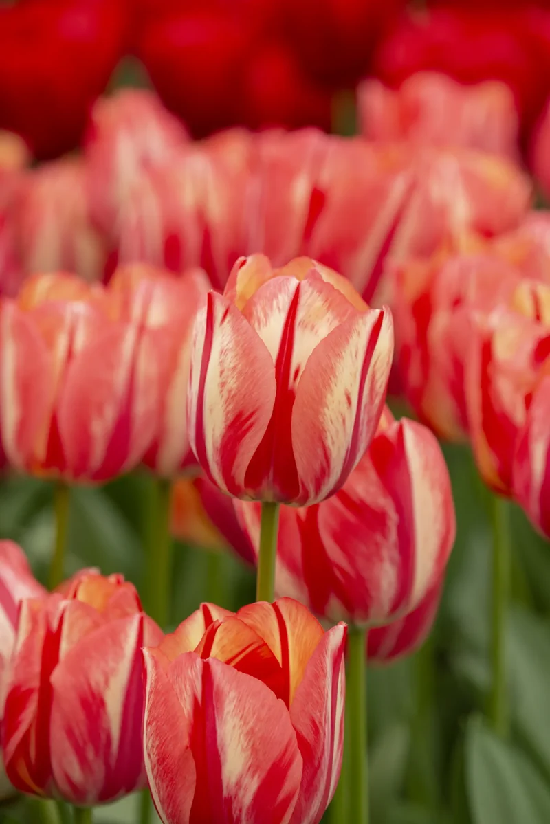 Bulbes de fleurs Non-Traité Tulipe Spryng Break® calibre 12/+ (1045100)