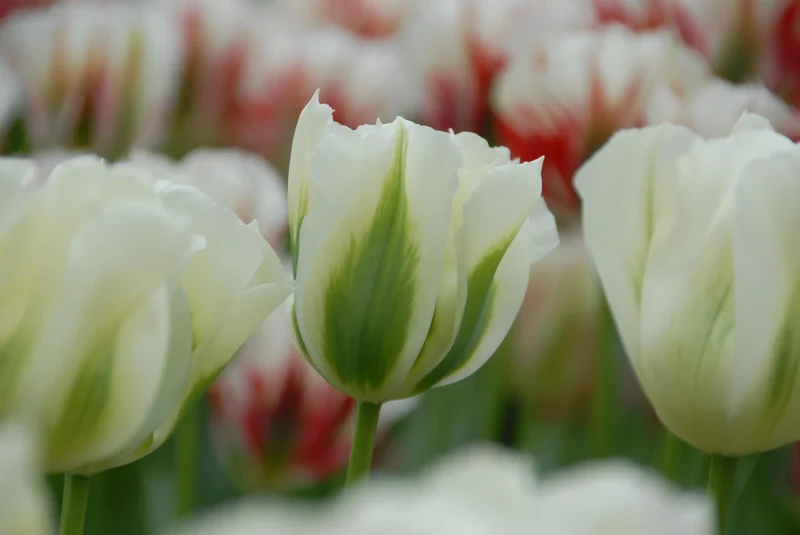 Bulbes de fleurs Non-Traité Tulipe Spring Green calibre 12/+ (1015200)