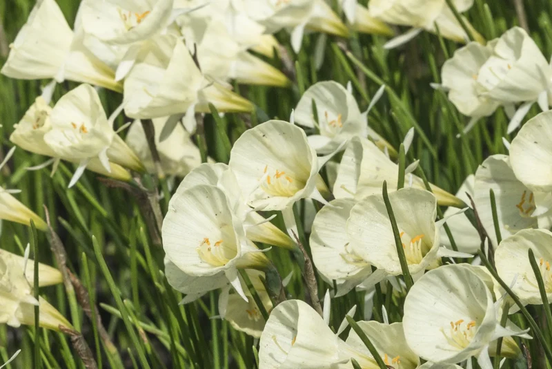 Bulbes de fleurs Non-Traité Narcissus bulbocodium Spoirot calibre z7/+ (2028600)