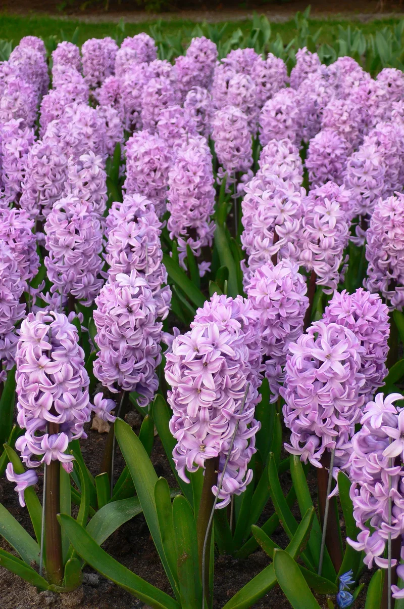 Bulbes de fleurs Non-Traité Hyacinthus Splendid Cornelia calibre 16/17 (3005500)
