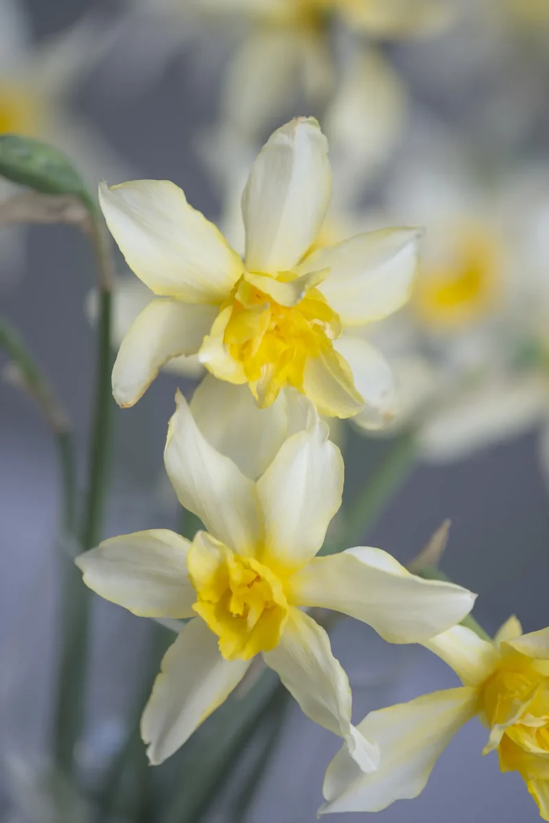 Bulbes de fleurs Non-Traité Narcissus Sophie's Choice calibre 1 (2033200)
