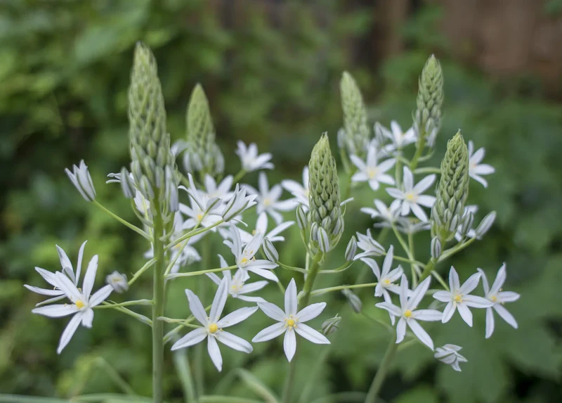 Bulbes de fleurs Non-Traité Ornithogalum ponticum Sochi calibre 10/+ (3781500)
