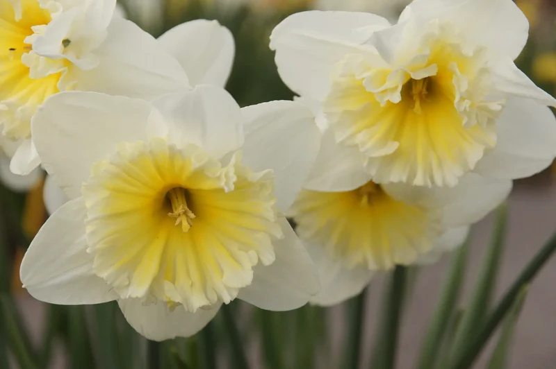 Bulbes de fleurs Non-Traité Narcissus Slim Whitman calibre sp14/16 (2025400)