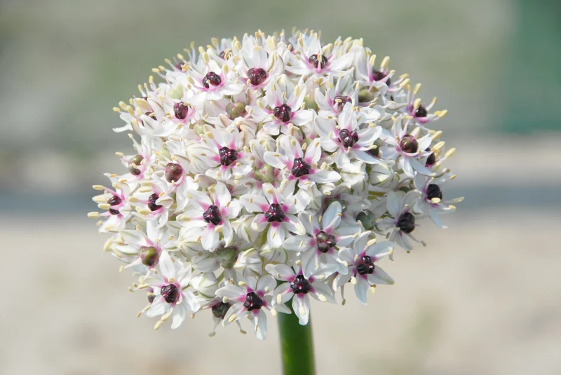 Bulbes de fleurs Non-Traité Allium Silver Spring calibre 10/+ (3110500)