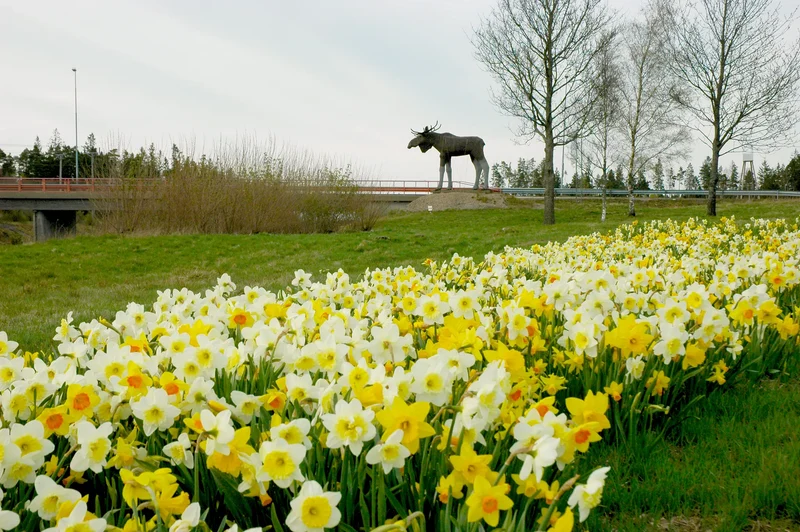 Bulbes de fleurs Non-Traité Mix Silkeborg Mix (9000700)