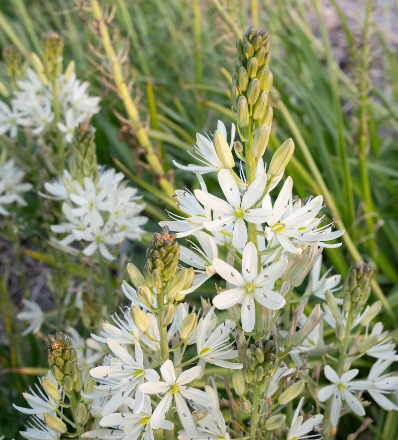 Bulbes de fleurs Non-Traité Camassia leichtlinii Sacajawea® calibre 14/16 (3301500)