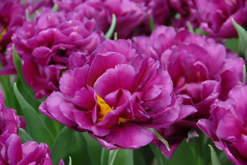 Bulbes de fleurs Non-Traité Tulipe Showcase calibre 12/+ (1014700)