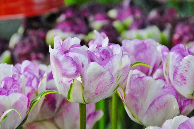 Bulbes de fleurs Non-Traité Tulipe Shirley Double® calibre 12/+ (1004900)