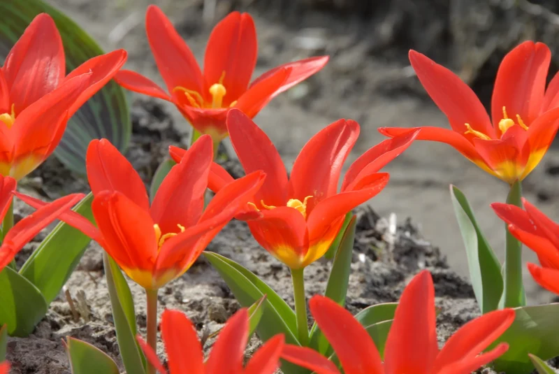 Bulbes de fleurs Non-Traité Tulipe Scarlet Baby calibre 12/+ (1014500)