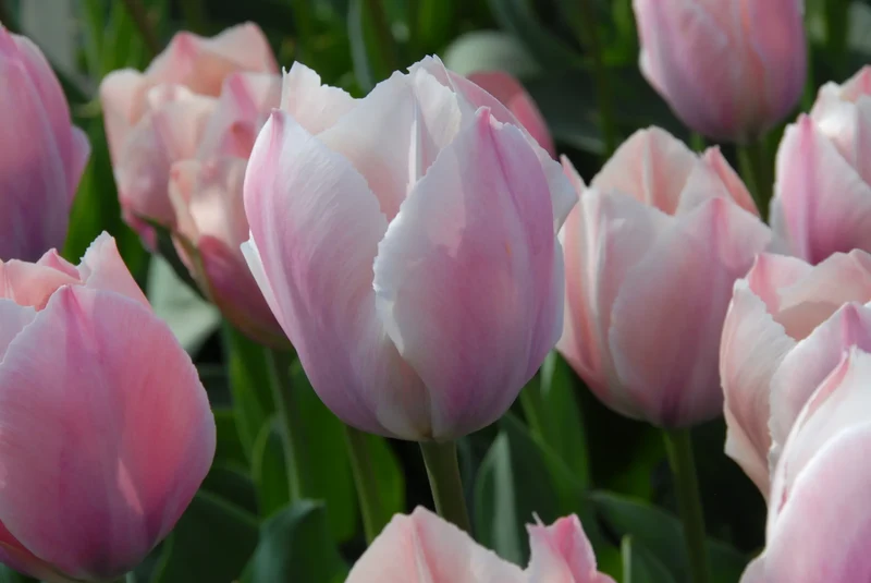 Bulbes de fleurs Non-Traité Tulipe Salmon Van Eijk® calibre 12/+ (1023000)