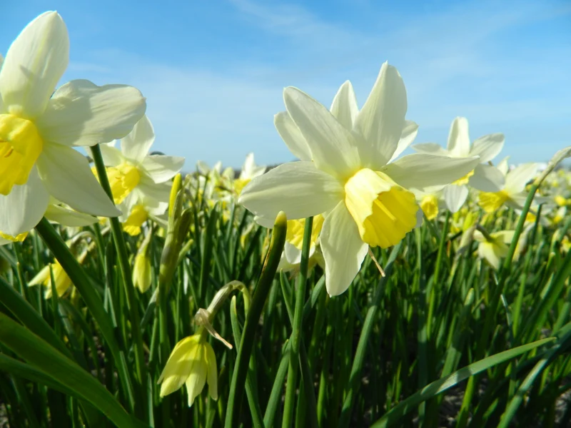 Bulbes de fleurs bio Narcisse Jonquilla Sailboat calibre 10/12 (nsail12)