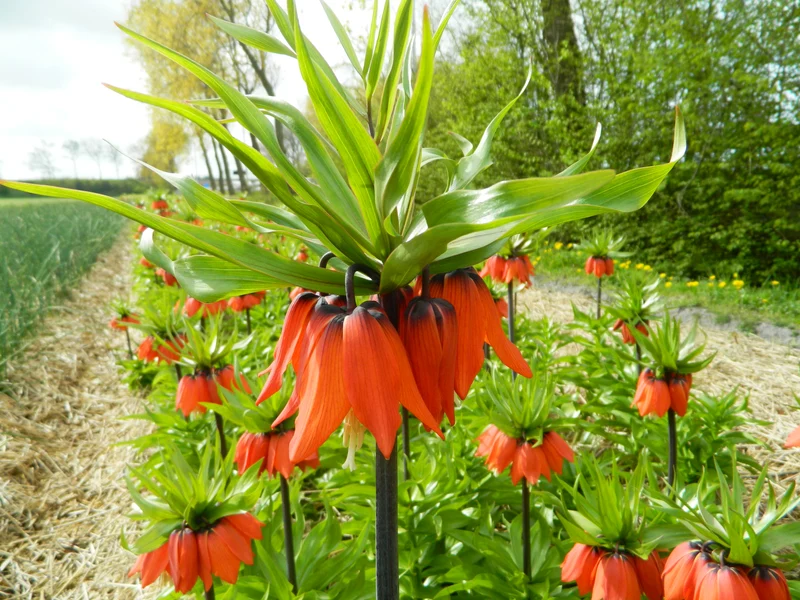 Bulbes de fleurs Non-Traité Fritillaria imperialis Rubra calibre 24/+ (3601500)