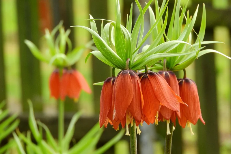 Bulbes de fleurs Non-Traité Fritillaria imperialis Rubra calibre 24/+ (3601500)