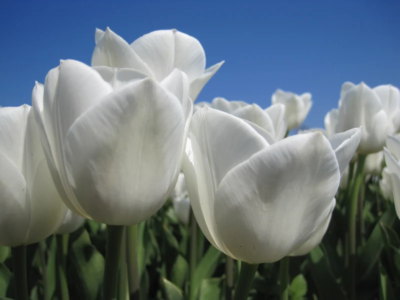 Bulbes de fleurs Non-Traité Tulipe Royal Virgin® calibre 12/+ (1040800)